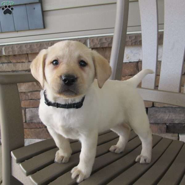 Sue, Yellow Labrador Retriever Puppy